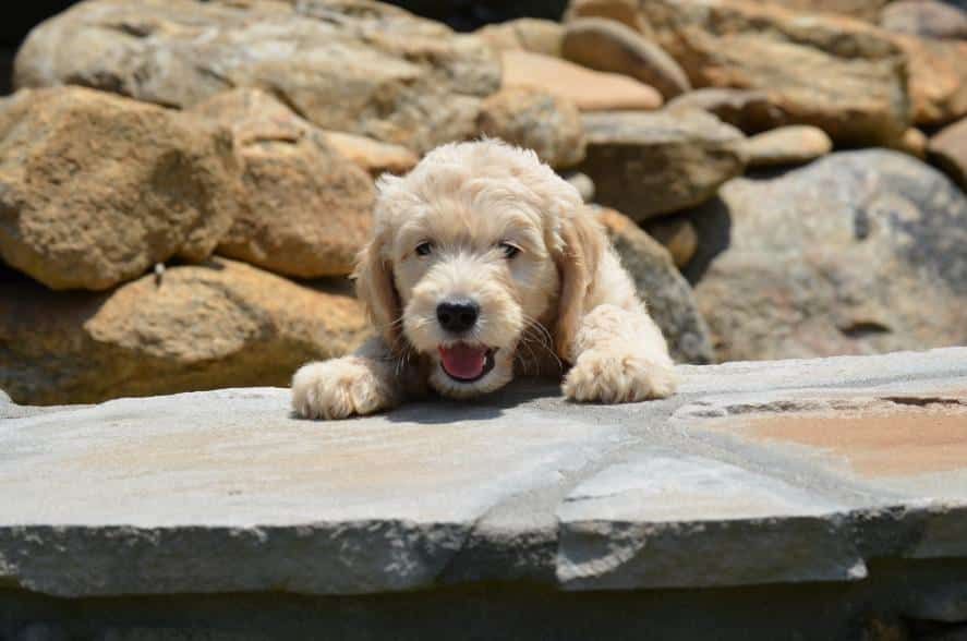 Goldendoodle Puppy on Some Rocks