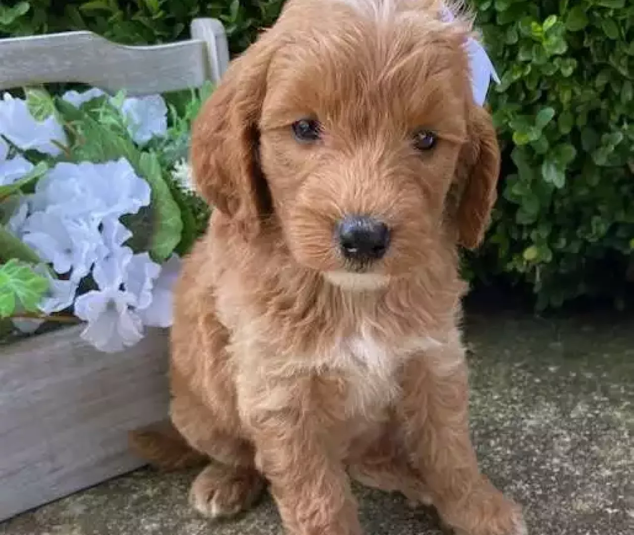 Red White Goldendoodle