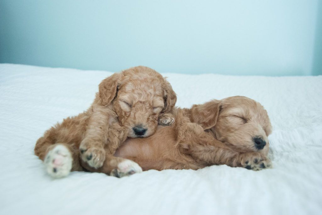Two Mini Goldendoodle Puppies-1