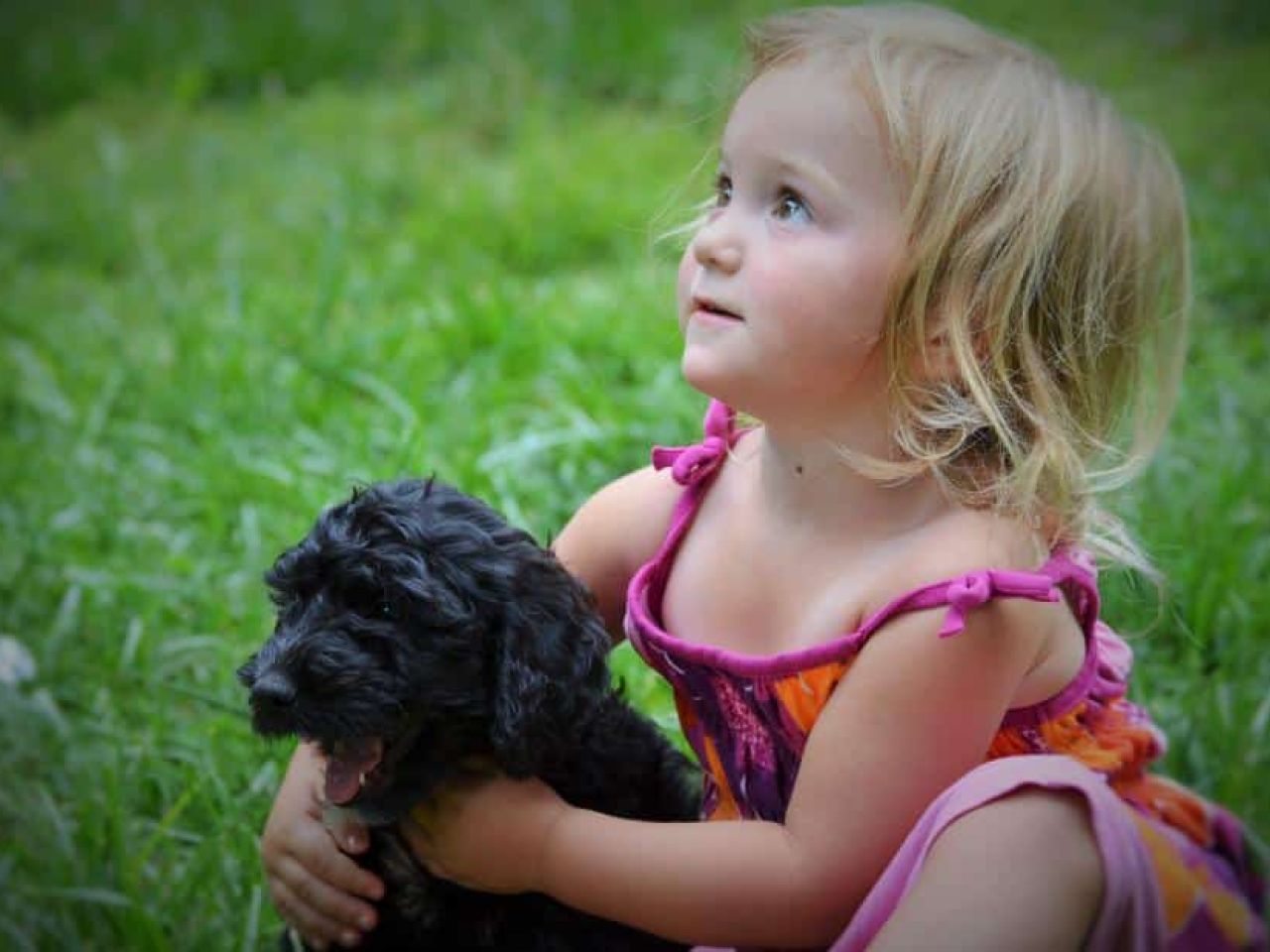 Black Goldendoodle with a Little Girl