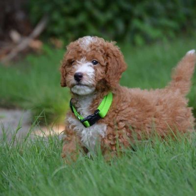 Red White Goldendoodle with Green Collar