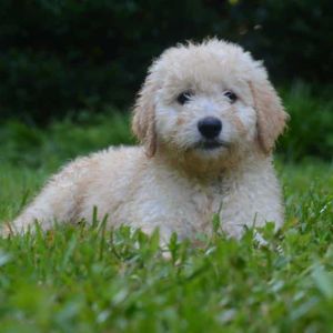 Curly Cream Goldendoodle in the Grass