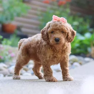 Goldendoodle Puppy - Sunchip