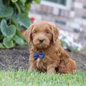 Goldendoodle Puppy - Chester