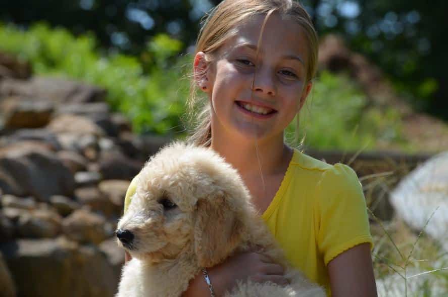 Apricot Goldendoodle with a Girl