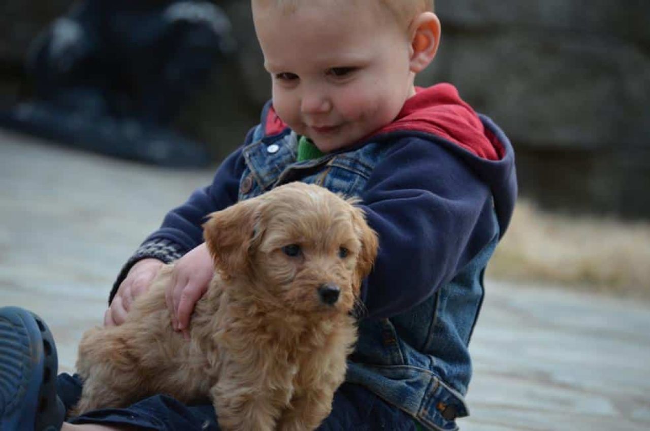 Goldendoodle with a Little Boy