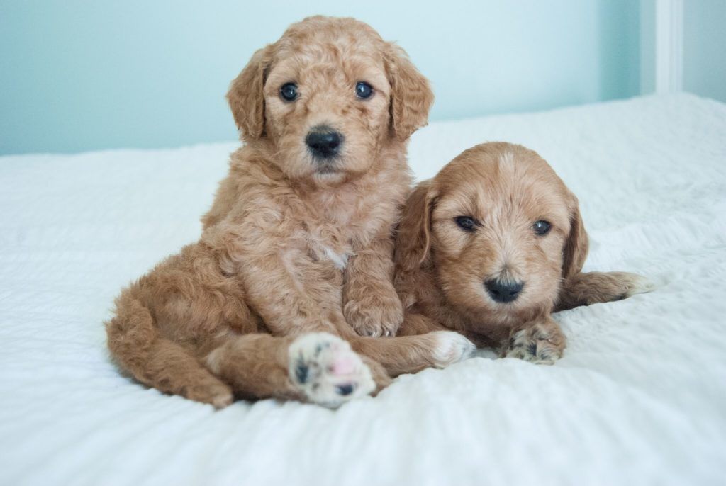 Two Mini Goldendoodle Puppies