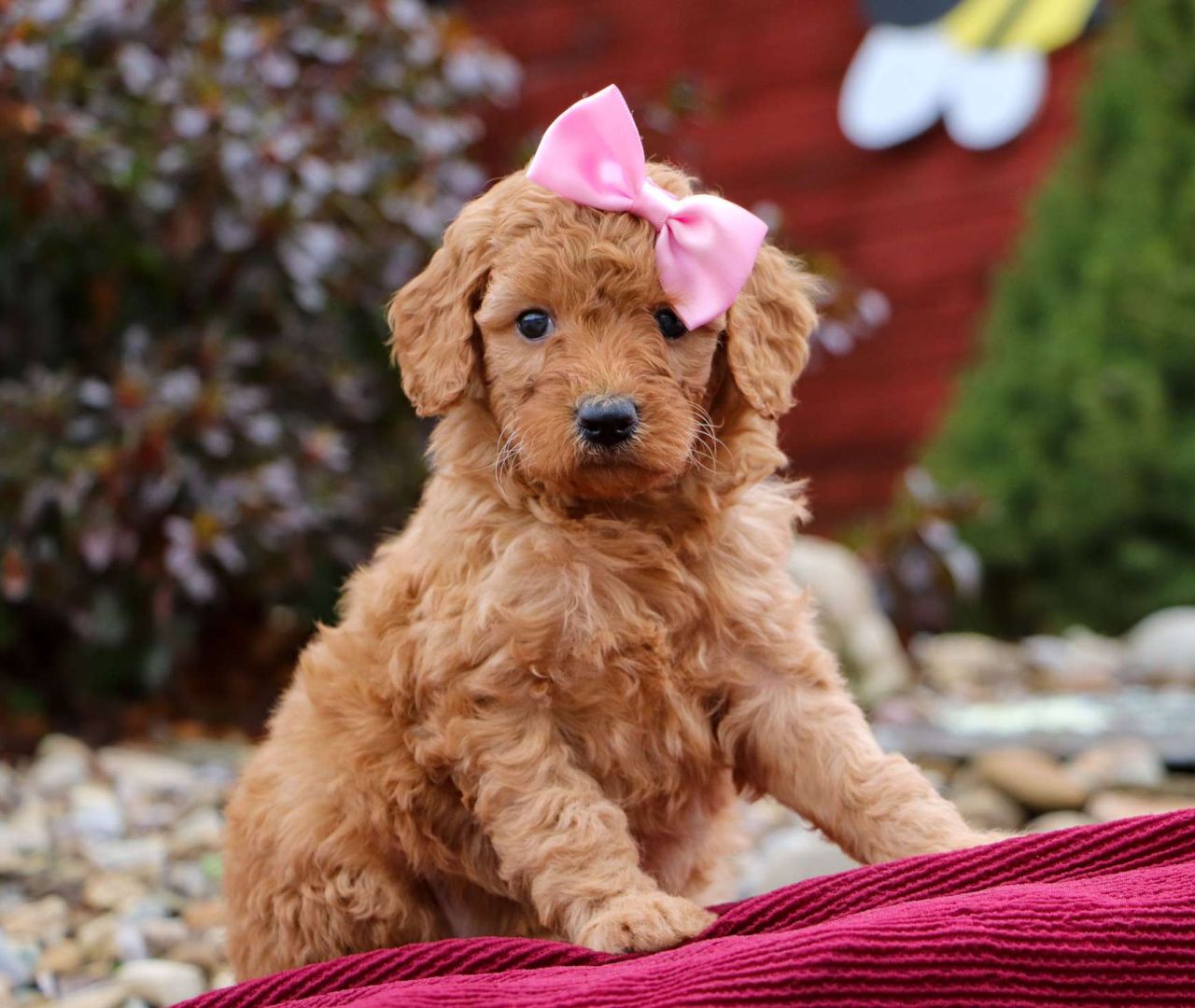 Best Goldendoodle puppies for sale